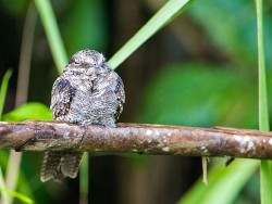 Ladder-tailed Nightjar (Hydropsalis climacocerca)